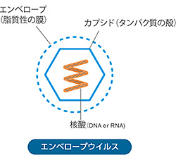 エンベロープ型ウイルス