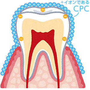 高い歯垢付着抑制効果